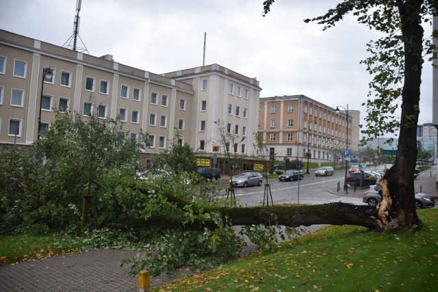 W poniedziałek w Białymstoku mocno wieje. Przed godziną 14 silny podmuch wiatru złamał drzewo, które spadło na ul. Liniarskiego. Pas w kierunku placu NZS-u był zablokowany. Drzewo połamało również słup oświetleniowy.Strażacy pojawili się na miejscu błyskawicznie. Szybko usunęli powalone drzewo z ulicy.Na szczęście nikt nie ucierpiał. Gdyby drzewo runęło na przejeżdżający tamtędy pojazd, mogłoby dojść do tragedii.