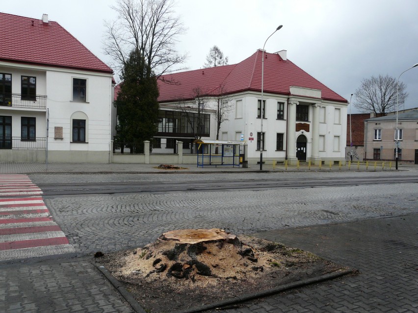 Pabianice. Wycinka drzew przy ul. Zamkowej. Dlaczego wycięto drzewa? ZDJĘCIA