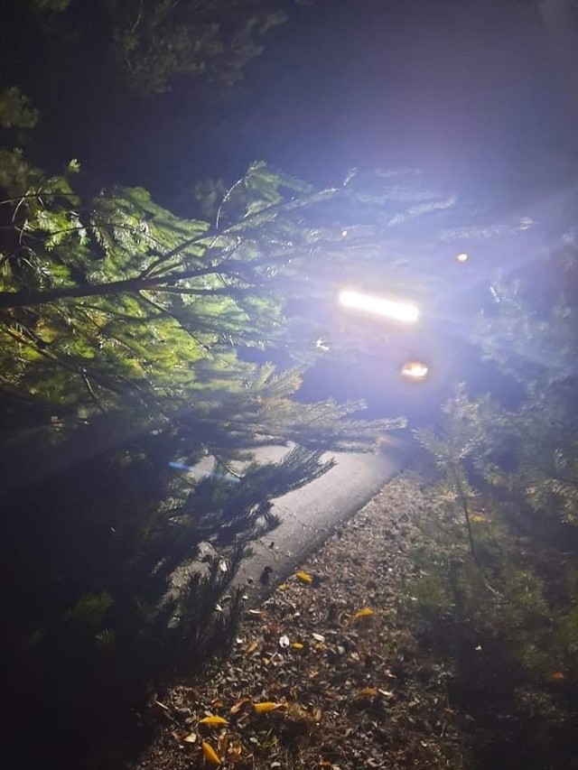 Strażacy z OSP Wysokin wyjeżdżali w czwartek do powalonego drzewa, które blokowało przejazd drogą pomiędzy miejscowościami Odrzywół i Kolonia Kłonna.
