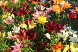Jak pielęgnować lilie. 10 rzeczy, o które trzeba zadbać, żeby mieć piękne lilie