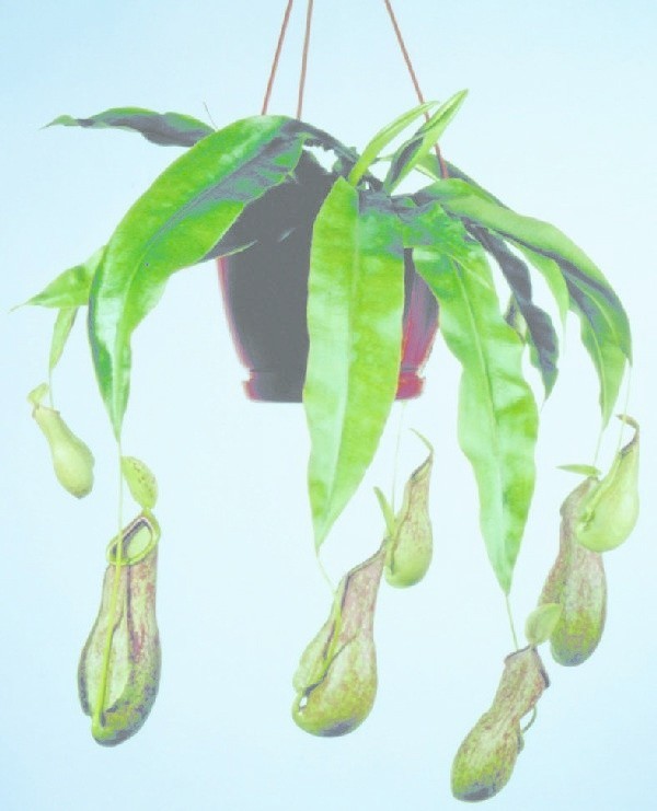 Dzbanecznik jest rośliną bardzo dekoracyjną, ale  trudną w uprawie.