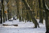 Czy zima zagości w Wielkopolsce na dłużej? Sprawdź pogodę na najbliższe dni