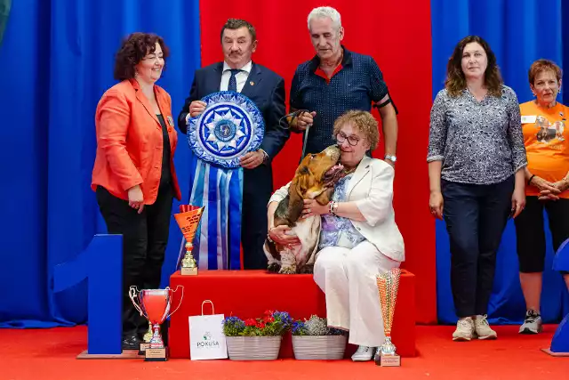 Zwycięzcą Best in Show XXV Międzynarodowej Wystawy Psów Rasowych w Krakowie został basset hound VICTOR z Sennej Krainy