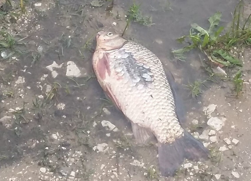 Niecodzienny widok - ryby na piłkarskim boisku. -Naliczyłem...