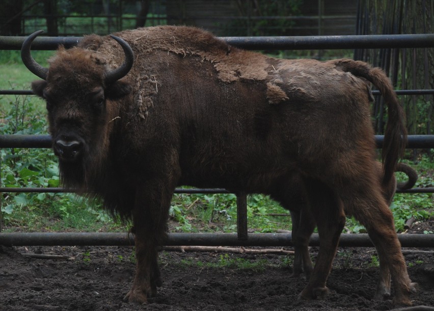 W bydgoskim Ogrodzie Zoologicznym urodził się żubr!