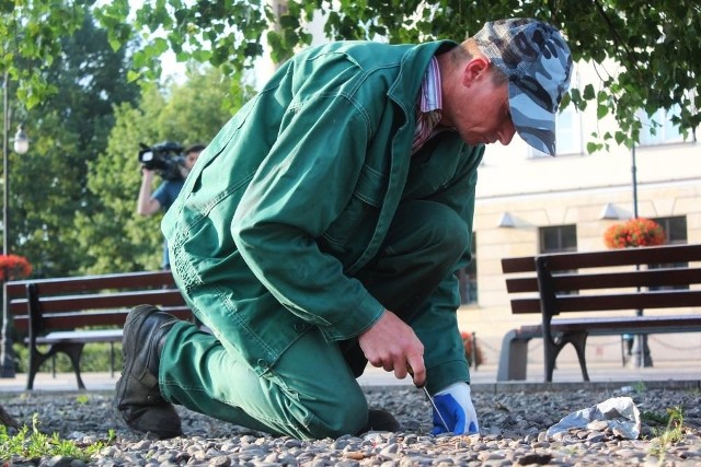 Podlewanie czarnej topoli z placu Litewskiego w Lublinie rozpoczęło się w czwartek o godz. 6.15