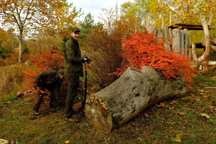 Podlaska niespodzianka dla goryli. Leśnicy z Nadleśnictwa Bielsk odwiedzili warszawskie ZOO (zdjęcia) 