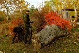 Podlaska niespodzianka dla goryli. Leśnicy z Nadleśnictwa Bielsk odwiedzili warszawskie ZOO (zdjęcia) 