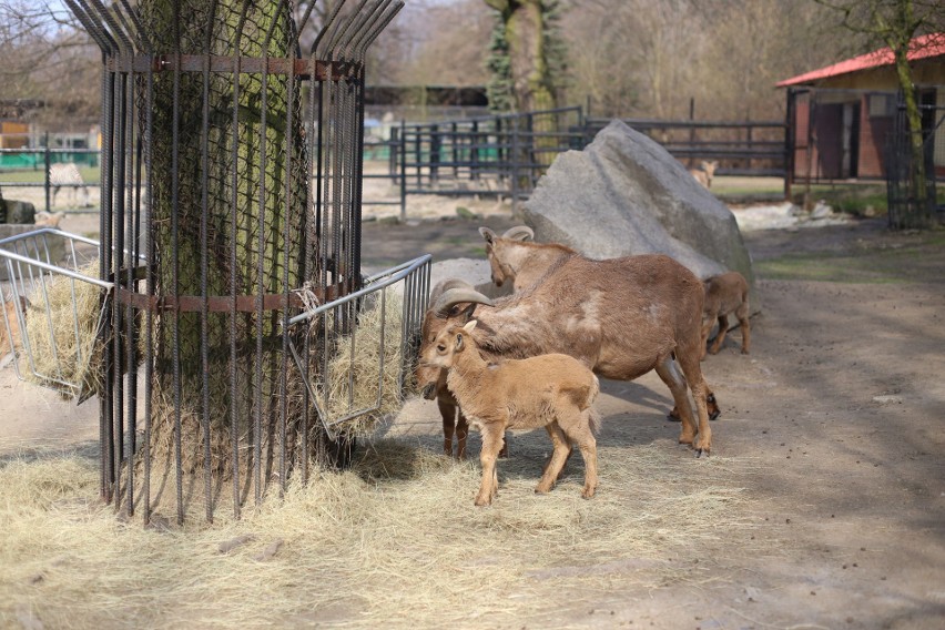 Śląski Ogród Zoologiczny to dom dla ponad 3 tysięcy...