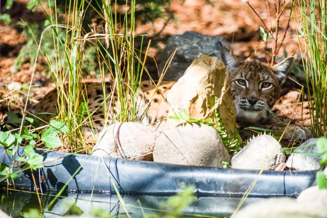 Rysica urodziła się we wrocławskim ZOO.