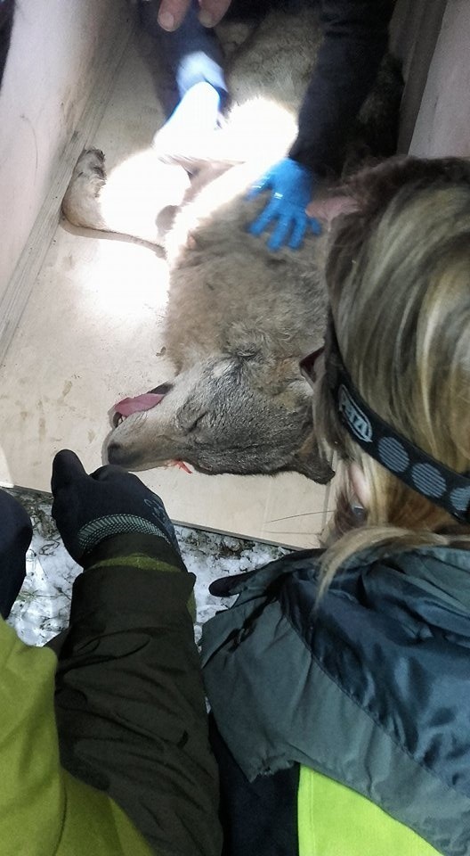 Ranny wilk jest już bezpieczny. Dochodzi do siebie w Ośrodku Rehabilitacji Dzikich Zwierząt Nadleśnictwa Olsztynek w Napromku.