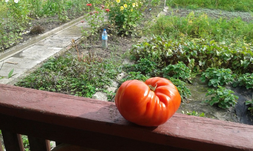 Wielki pomidor z Białogardu. Od pani Alicji