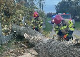 Wichury w Lubuskiem. IMGW ostrzega przed silnym wiatrem, a strażacy przypominają, jak się ustrzec przed jego skutkami