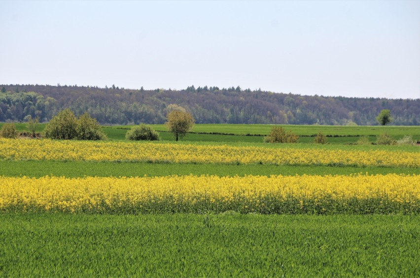 Żółte pasy, paski i paseczki. Na polach naszego regionu pięknie zakwitł rzepak