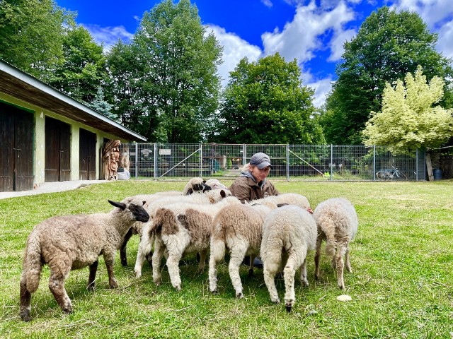 Izabela Mikulska i jej zwierzęta na farmie LaMa w Tyliczu. Pod jej opieką znalazły spokój, miłość i akceptację mimo chorób i ciężkich przeżyć, które mają na swoim koncie.