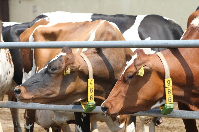 Unijni producenci, w ramach programu zachęcającego do obniżenia produkcji mleka zadeklarowali, że w ostatnim kwartale br. obniżą produkcję o 1,06 mln t.