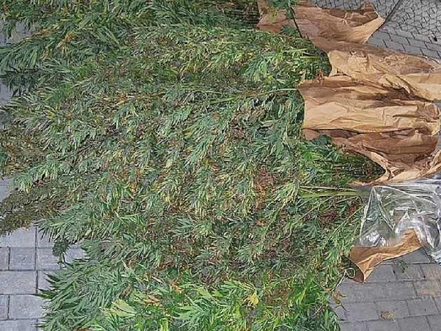 Policjanci zlikwidowali pokaźną plantację konopi indyjskich. Z 70 roślin można by było wytworzyć narkotyk wart około 180 tysięcy złotych!