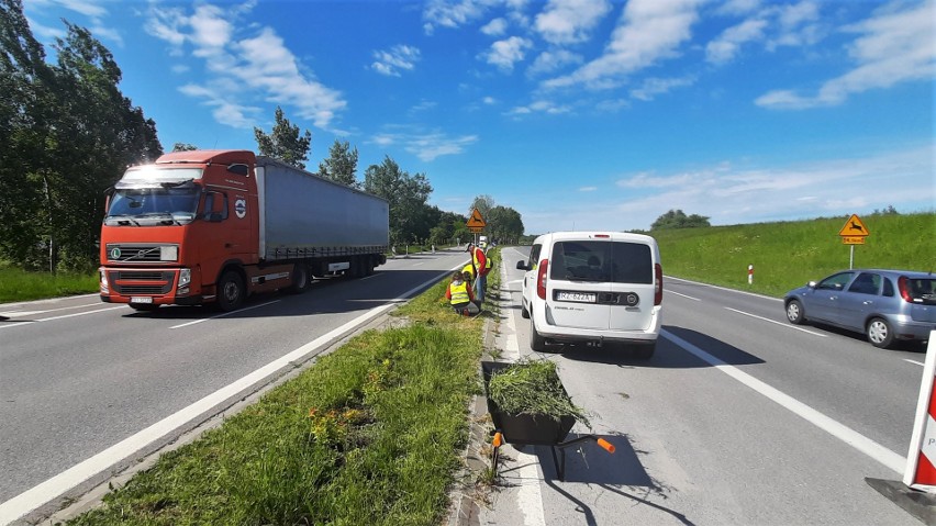 Pielenie nasadzeń przy Wisłostradzie w ciągu drogi...