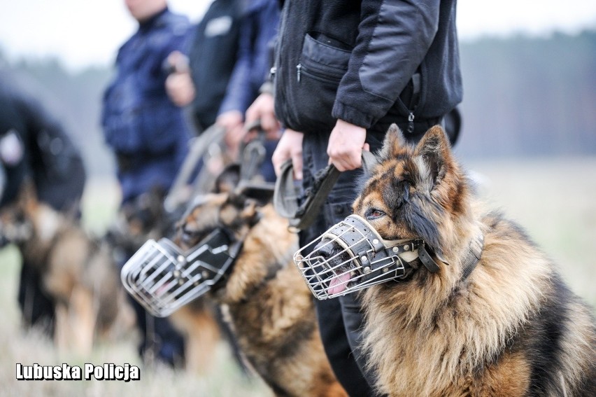 Przez dwa dni policyjne psy pełniące służbę w województwie...