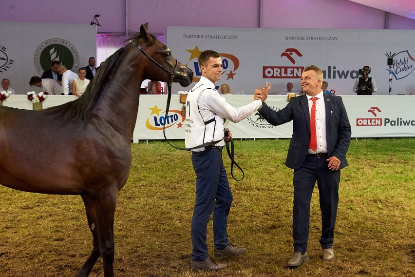 Zobacz konie z Narodowego Pokazu Koni Arabskich Czystej Krwi w Janowie Podlaskim
