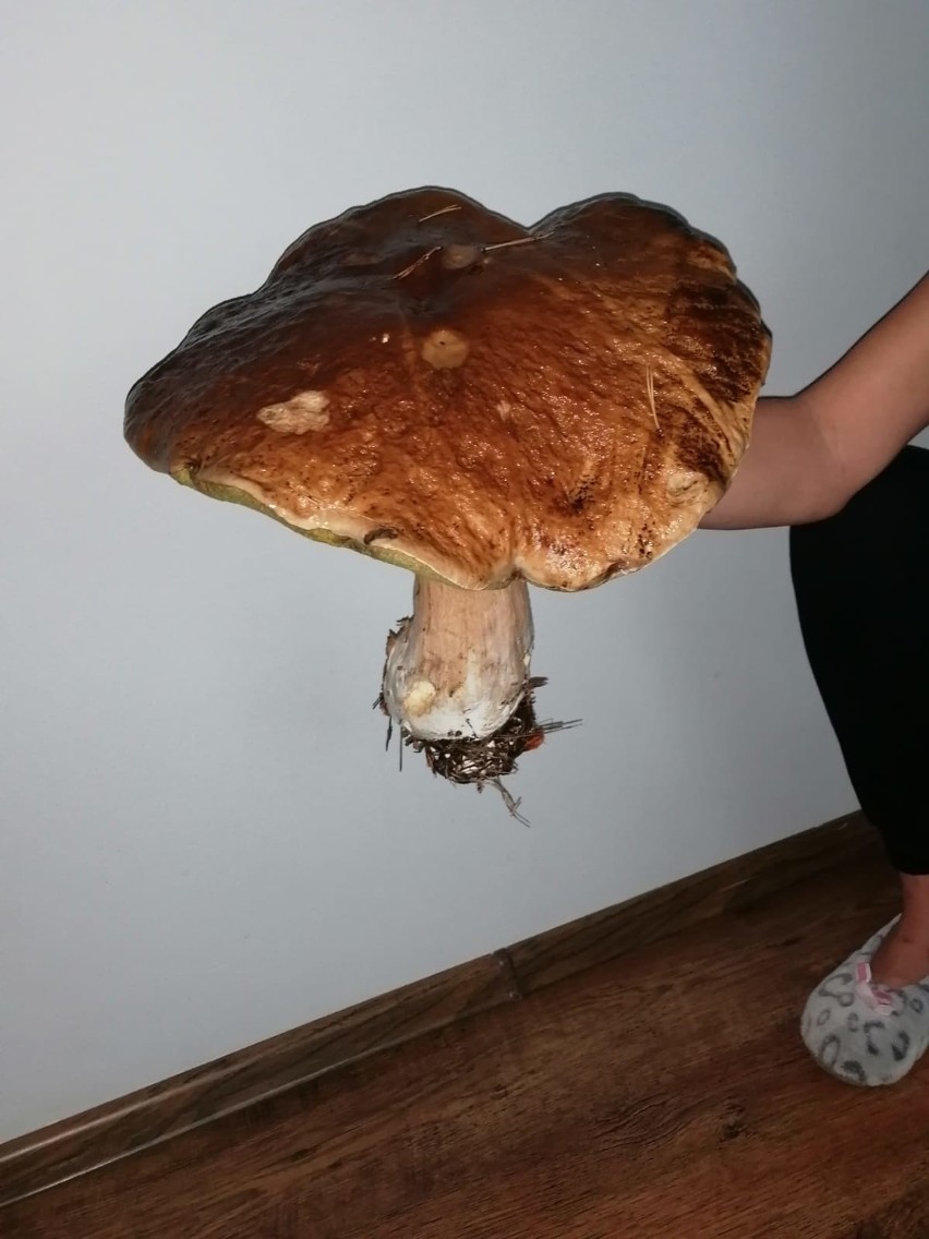 Prawdziwek ważył blisko 2 kg, a kapelusz mierzył 36 cm