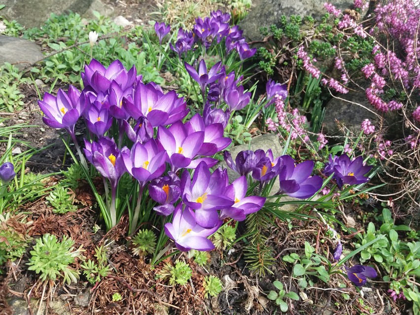 Krokusy sprawią, że nasz skalniak będzie kolorowy od...