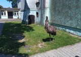 Emu na gigancie! W Gądkowie wielkim pod szkołę przyszedł emu. Na miejsce wezwano strażaków 