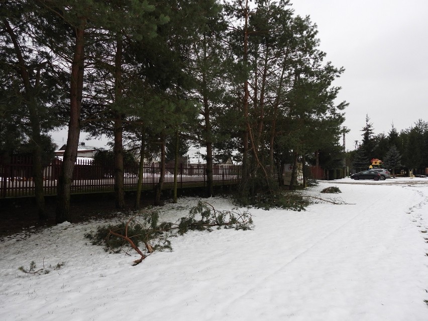 Gmina Małkinia Górna. Opady mokrego śniegu spowodowały wiele utrudnień: połamane gałęzie, brak prądu. 23.01.2023