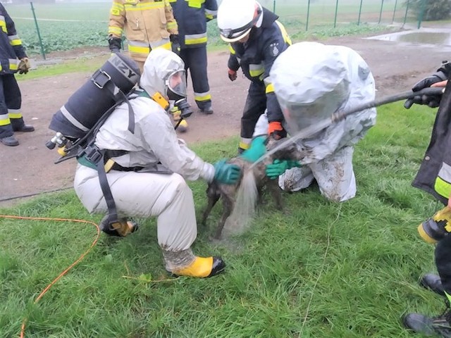 Strażacy z OSP Dobrcz nie po raz pierwszy ratowali zwierzęta. Tym razem  - psa, który wpadł do odkrytego szamba przy ul. Długiej w Kotomierzu. Strażacy OSP Dobrcz byli na miejscu pierwsi. Pies resztkami sił próbował utrzymać się na powierzchni. Strażacy OSP ze względu na brak ubrań gazoszczelnych wezwali  kolegów z JRG nr 2 z bydgoskiego Fordonu. Po trwającej ponad 3 godziny akcji udało się ocalić zwierzaka. Właściciel gospodarstwa twierdził, że  to nie jego pies. A ten cały i zdrowy, już umyty przez strażaków, przewieziony został do schroniska w Pruszczu Pomorskim. Może odezwie się właściciel uratowanego psa?