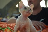 Setki kotów w Hali Ludowej. Trwa międzynarodowa wystawa [ZDJĘCIA]