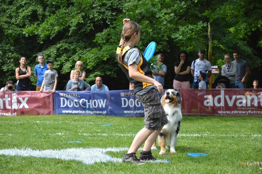 Zawody dogfrisbee czyli Dog Chow Disc Cup 2016 w parku...