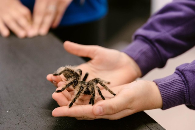 43-letnia kobieta miała w swoim domu hodowlę pająków, liczącą kilkaset osobników.