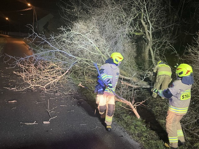W samym Radłowie strażacy usuwali w czwartek wieczorem aż trzy powalone przez wichurę drzewa