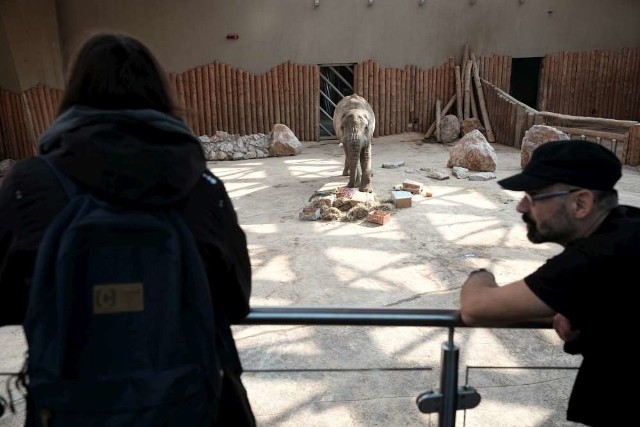 Zoo w Poznaniu: Słoń Ninio obchodzi 18. urodziny!