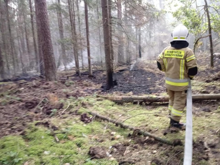 Topiło. Pożar w Puszczy Białowieskiej. Spaliły się cztery hektary poszycia. Strażacy pięć godzin walczyli z ogniem [ZDJĘCIA]