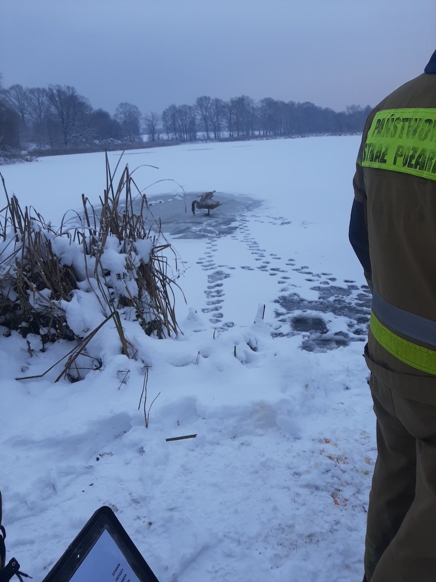 Strażacy uratowali łabędzia, który przymarzł do tafli lodu...