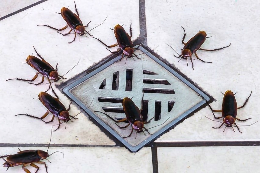 Te owady wchodzą do naszych domów i mieszkań. Czy one mogą...