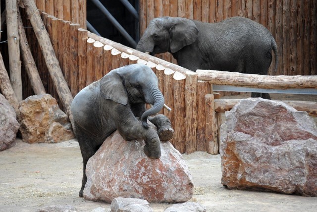 Kto pokieruje zoo w Poznaniu? Chętni już są