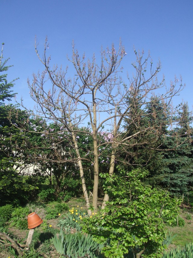 Paulownia puszysta pochodzi z Chin, gdzie panuje przekonanie, że jej posadzenie w ogrodzie przynosi szczęście. Drzewko jest dość tolerancyjna na suszę i warunki miejskie. W naszym klimacie pąki kwiatowe często przemarzają, więc roślina rzadko zakwita. O jej kwitnieniu pod Toruniem można więc mówić w kategoriach florystycznego rarytasu.- Kwitnienie tego drzewo w Polsce to bardzo rzadka sprawa - za zimno! Ja czekałem na to kwitnienie 9 lat" - chwali się ogrodnik spod Torunia.