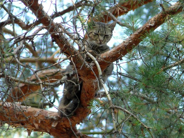 Wycieńczony kot leżał na gałęzi drzewa na wysokości dziesięciu metrów.