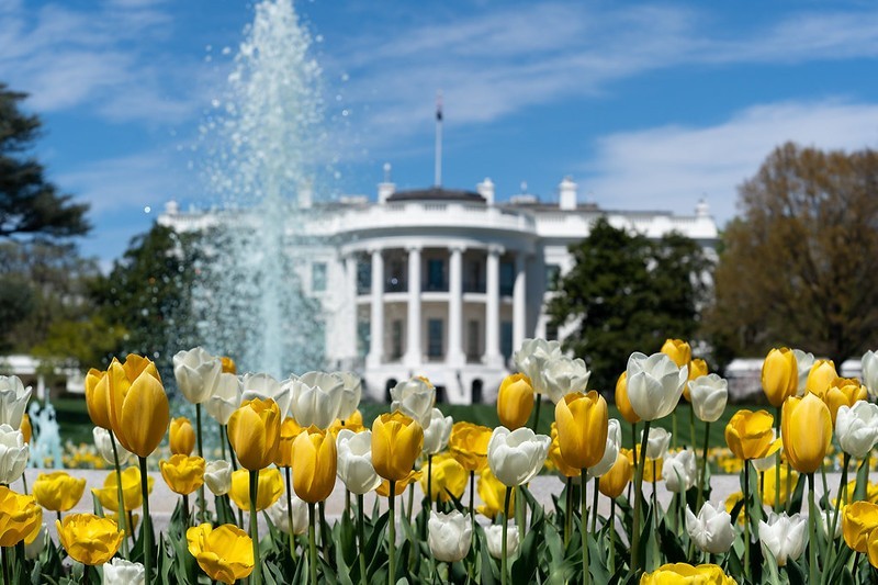 Domena publiczna

Morze tulipanów przed Białym Domem.