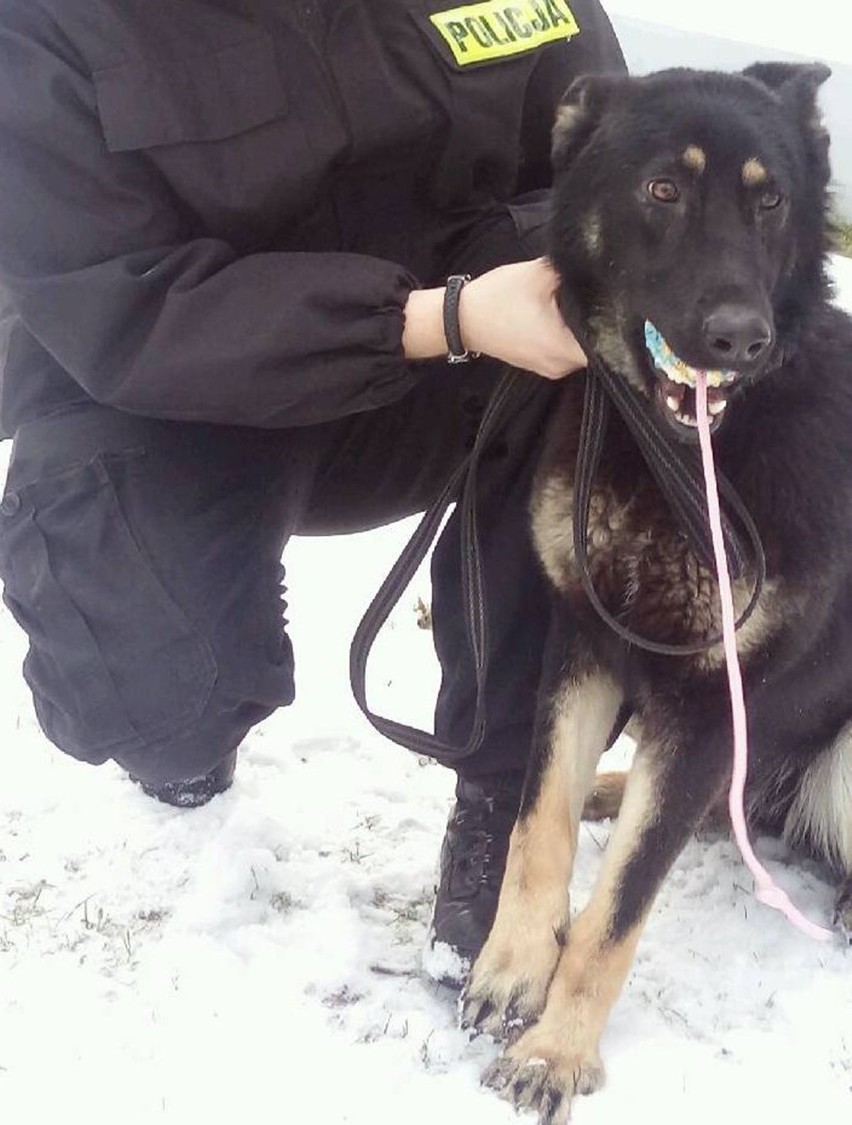 Nowy pies policyjny w Szczecnie. Zara rozpoczęła szkolenie [ZDJĘCIA] 