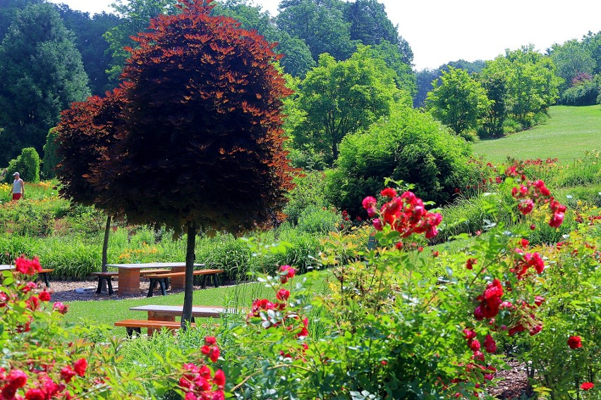 Arboretum Wojsławice to jeden z najpiękniejszych ogrodów...