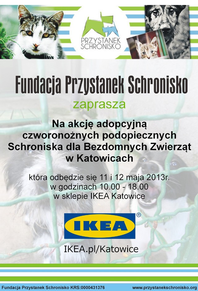 Ikea Katowice: Fundacja Przystanek Schronisko zachęca do adopcji psów i kotów