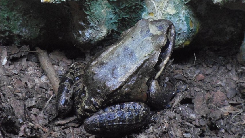 W poznańskim zoo rozmnożyły się żaby giganty!