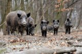 ASF w LUBUSKIEM. Płot pod prądem. Rubież pod nadzorem. Myśliwi rozżaleni. Długo musieli czekać na decyzję o odstrzale sanitarnym