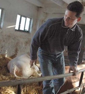 - W hodowli byków należymy do czołówki europejskiej - podkreśla Roman Frankowski, kierownik gospodarstwa w Dębince - A nasz materiał genetyczny porównywalny jest z francuskim.