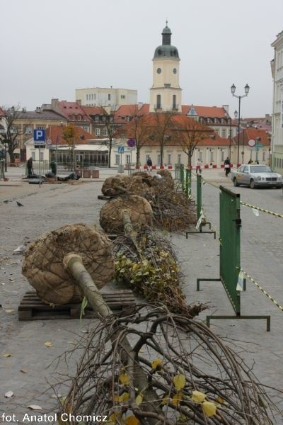 Wraca zieleń do centrum