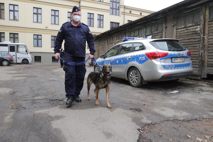 Policyjne psy służą podczas paroli, poszukiwań, wykrywania...