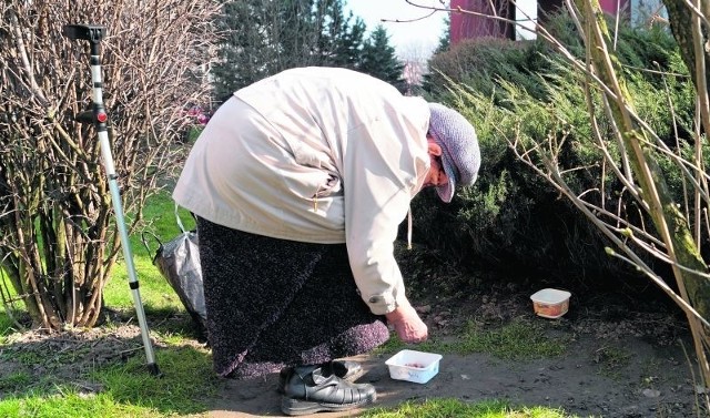 Dla pani Eugenii opieka nad podwórkowym kotem jest sensem życia. Choć niełatwo jej się chodzi